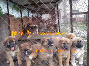 狗舍的狗大概多少钱