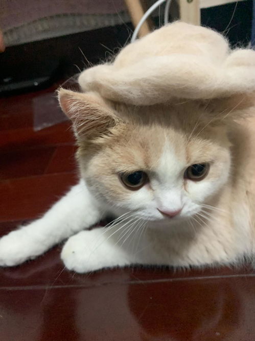 怎么看宠物猫不长毛了呢