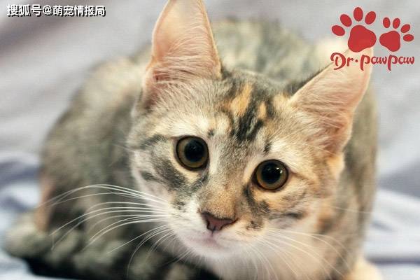 怎么看宠物猫有病了