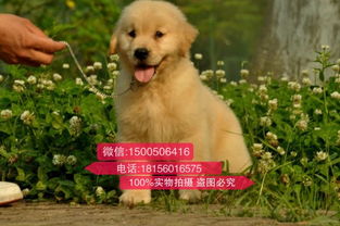 金毛小狗多少钱一只