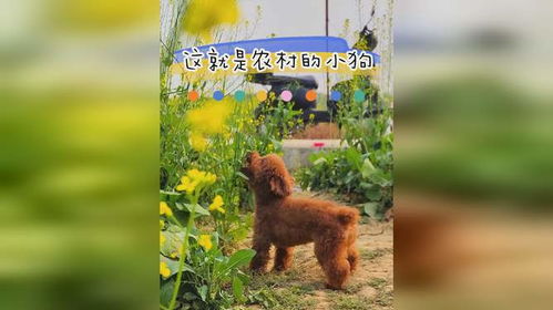 宠物狗回农村生活怎么办