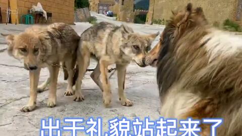 当狼遇到宠物狗时怎么办