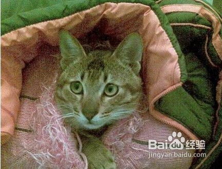 冬天怎么照顾宠物猫