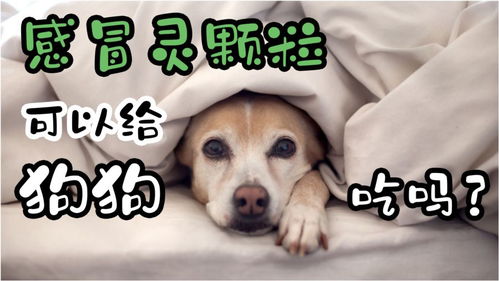 狗狗吃感冒颗粒吃多少