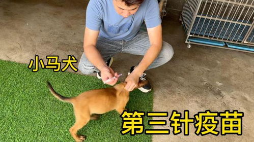 宠物狗防疫针三针怎么打