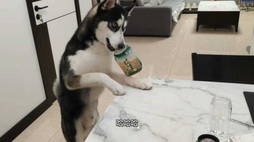 没味儿的宠物狗怎么办