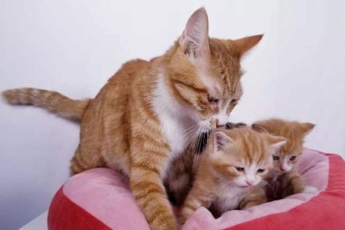 宠物猫怎么生育