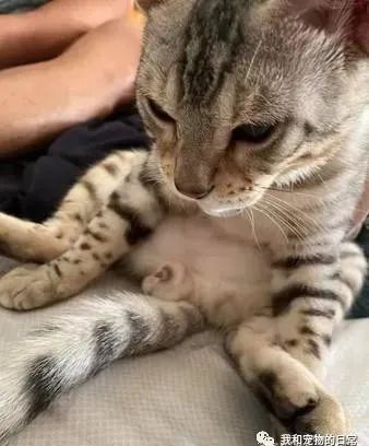 宠物猫怎么辨别性别