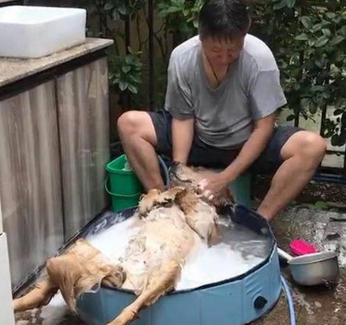 宠物狗的洗澡盆怎么用