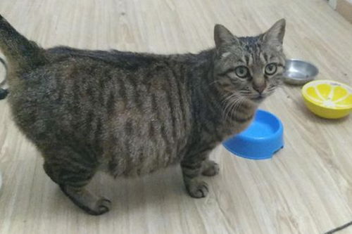 宠物猫怎么怀孕的啊