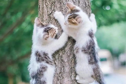 宠物猫上树怎么办