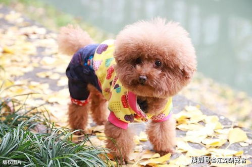 宠物狗贵宾犬怎么养好