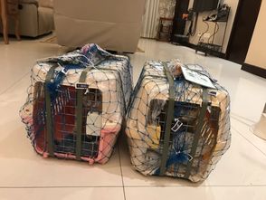 宠物狗带回国怎么办理手续