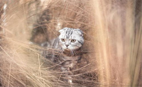 宠物猫在农村走丢怎么办