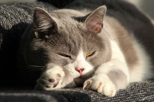 宠物猫癣怎么检查