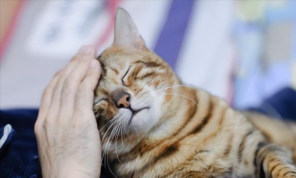 宠物猫怎么拿