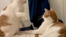 宠物猫怎么定位