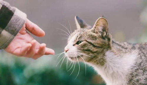 检查猫健康多少钱