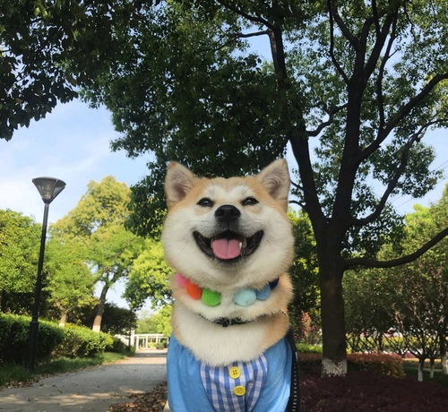 宠物狗耳朵染颜色怎么办