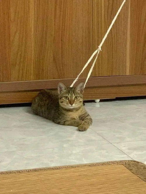 宠物猫绳怎么套