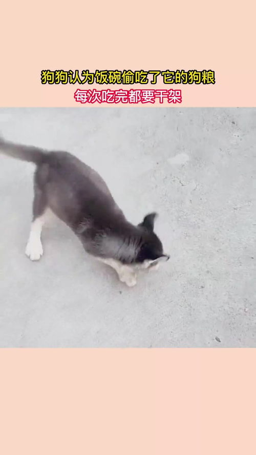 宠物狗饭碗架子怎么做的