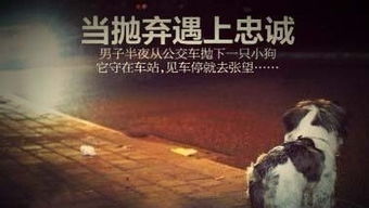 怎么让宠物狗更忠诚一点