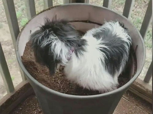 阳台上养的宠物狗怎么养
