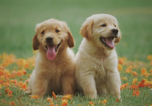 小宠物狗微型犬怎么养的