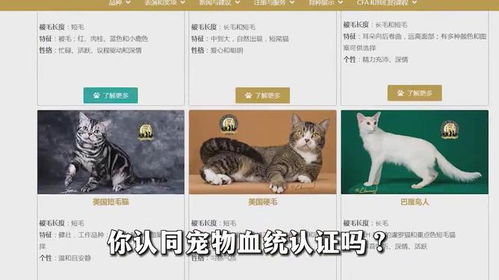 宠物猫坠楼保姆怎么处理