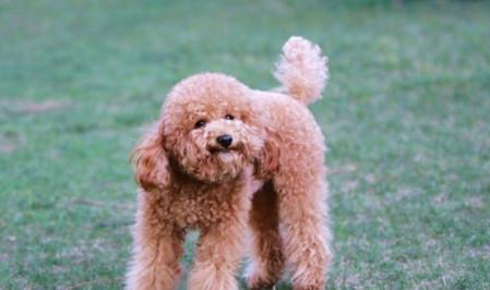巨型泰迪犬多少钱一只