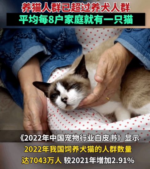 怎么教人养宠物猫