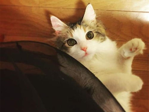 宠物猫快递怎么发