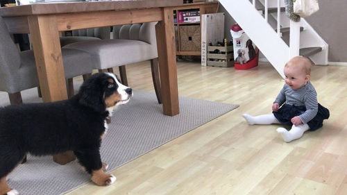 宠物狗第一次见面怎么说