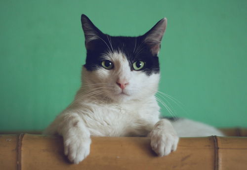 宠物猫怎么沟通交流