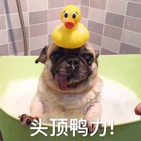 宠物狗吐黄疸水怎么办啊