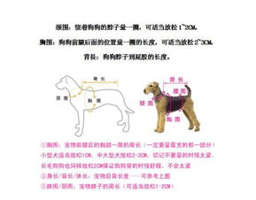 宠物狗的胸围怎么量的啊