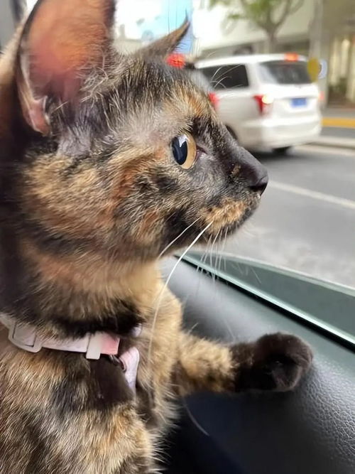 宠物猫怎么带到泰国去