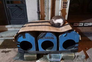 怎么安置宠物猫窝