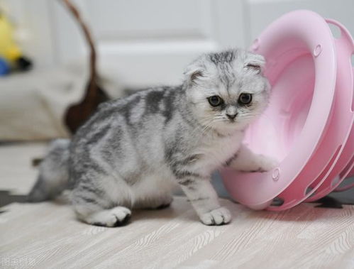 菜鸟怎么运送宠物猫到家