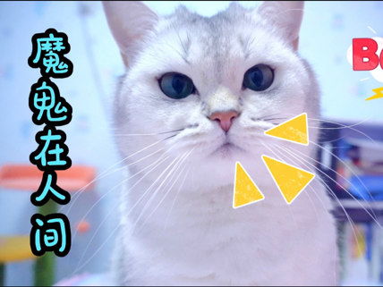 宠物猫再不敢出门怎么办