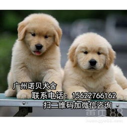 广东人怎么养宠物狗的呢