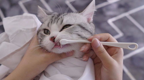 宠物猫牙齿怎么剪