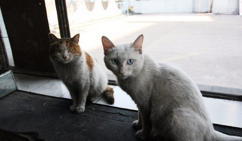 宠物猫被遗弃会怎么样吗