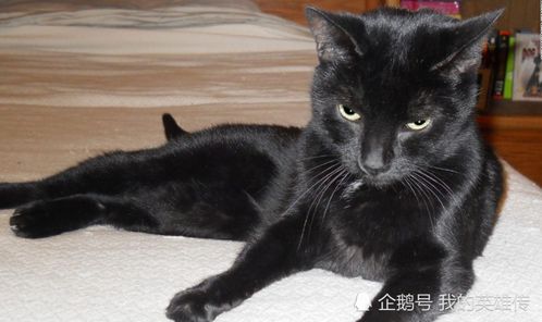 父亲怎么对待宠物猫呢