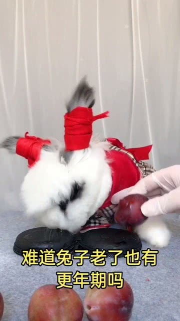 宠物狗修毛不老实怎么办