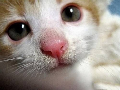 宠物猫鼻子怎么清洗