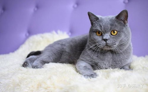 宠物猫怎么分