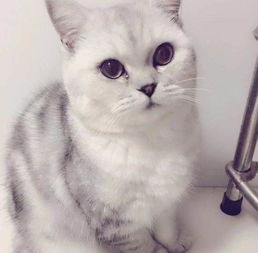 领养一岁宠物猫怎么养好