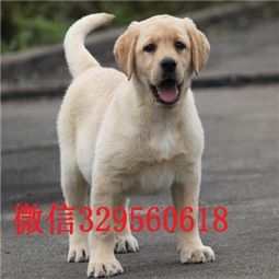 拉布拉多幼犬多少钱
