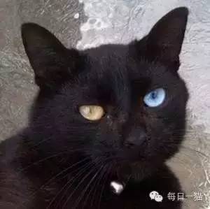 宠物猫幼崽异瞳怎么办